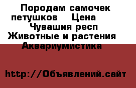 Породам самочек петушков  › Цена ­ 50 - Чувашия респ. Животные и растения » Аквариумистика   